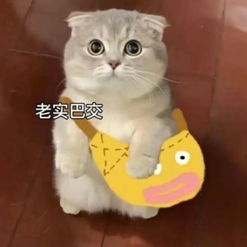 五一快乐，喂完猫猫再去浪～冰冰繁星云云糯糯妍妍猪宝树上摸摸小鱼老猫 ​​​