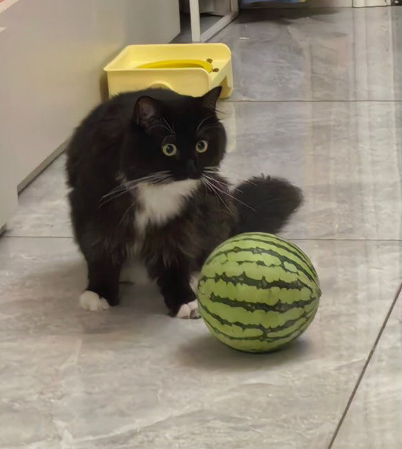 我去，你这个小球挺不给面子啊！daily奶牛猫 （投稿：） 