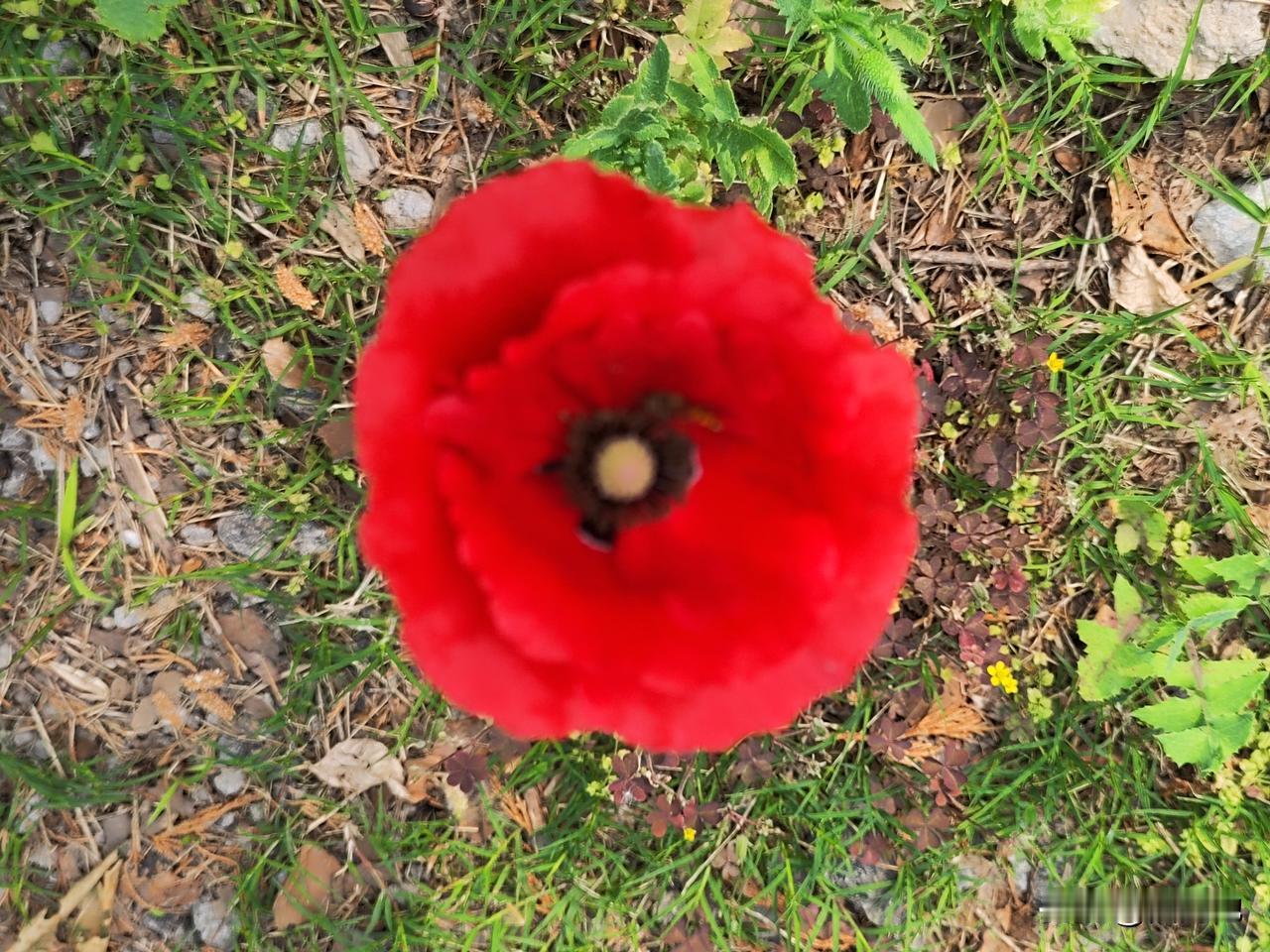 在春末之即，一朵朵红色的小花朵翩翩起舞，它就是漂亮的——虞美人。

在田埂小路边