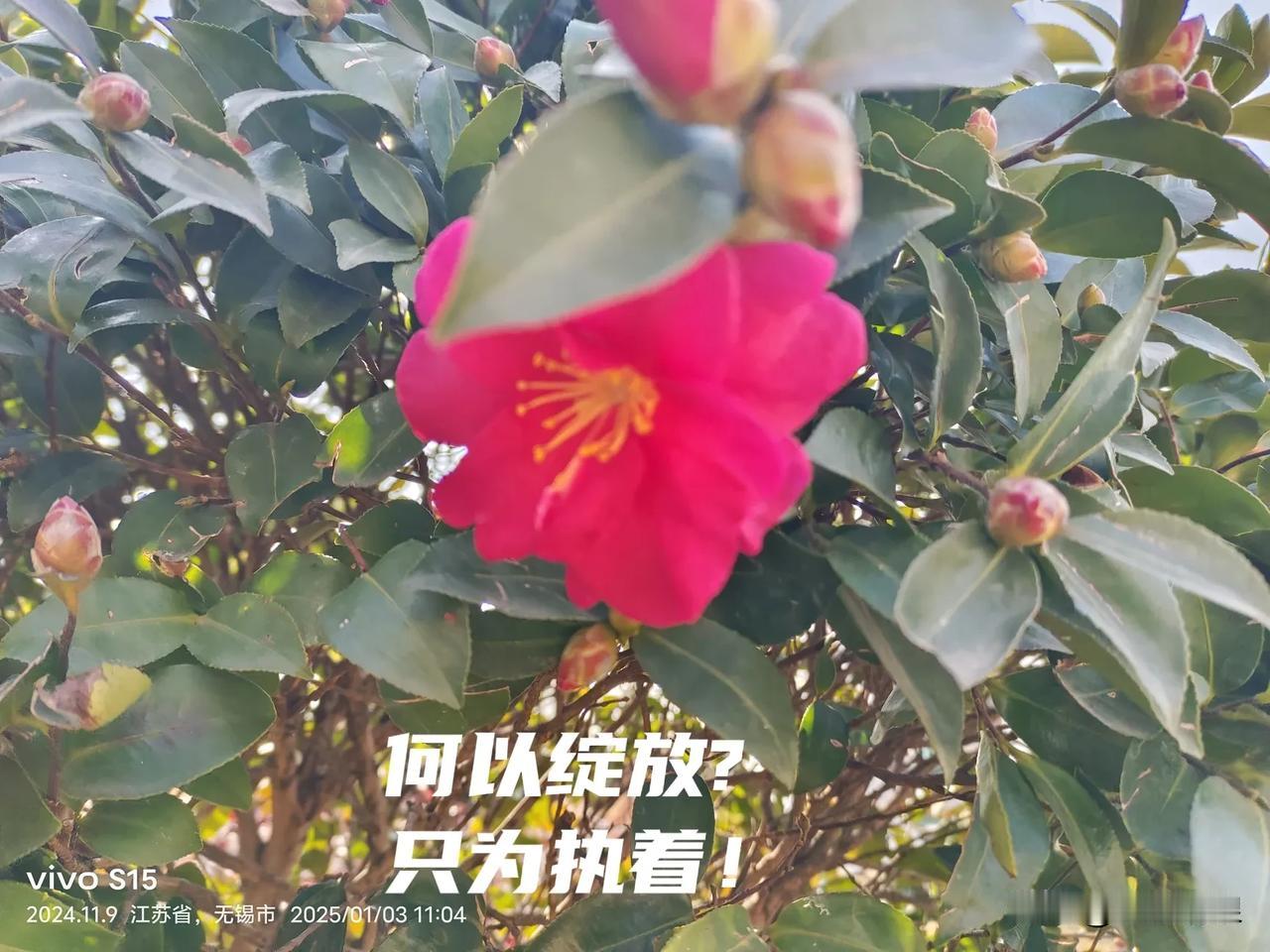 何以绽放?只为执着！