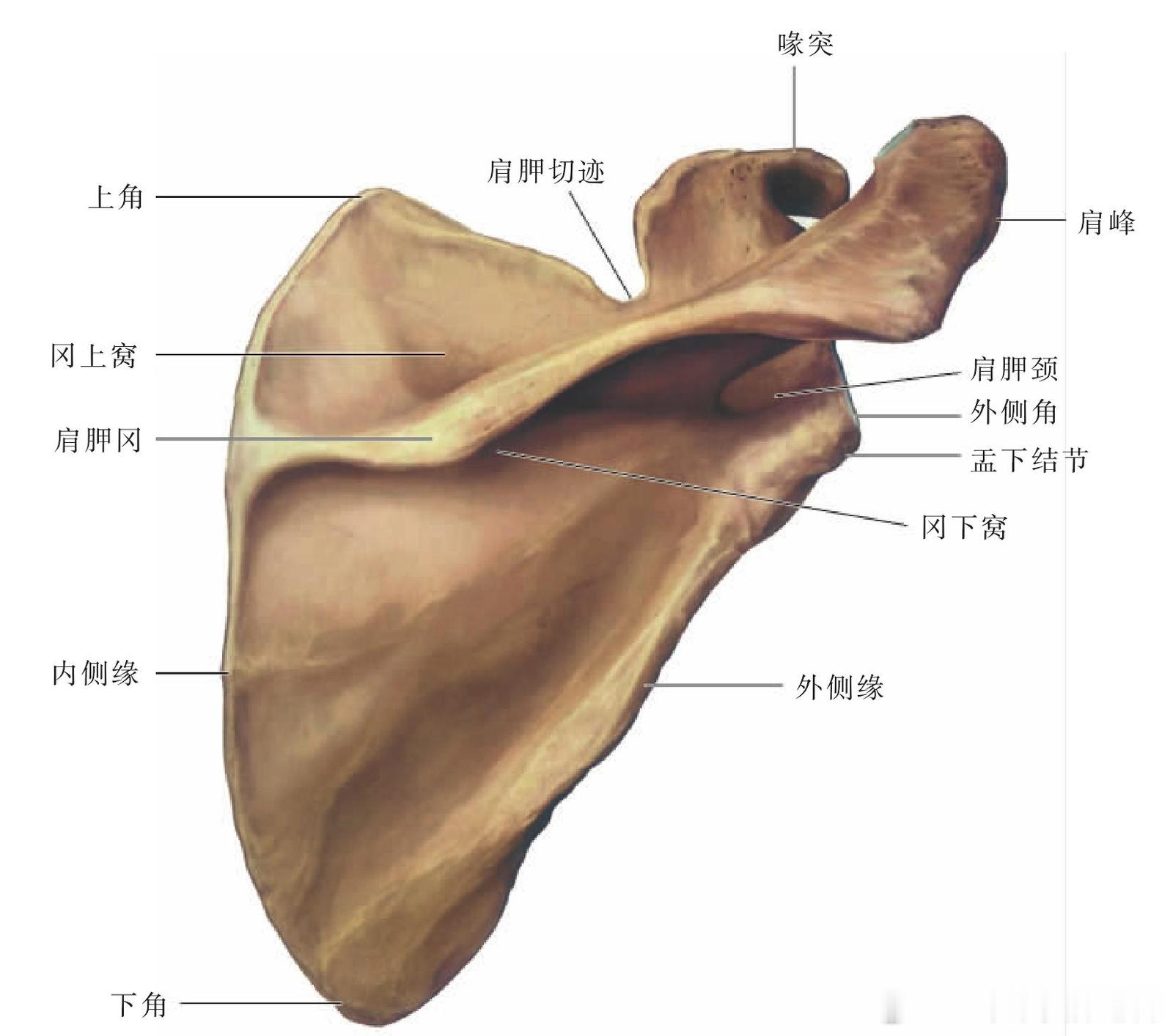 肩胛骨弹响不是肩关节弹响  我们之前讲过很多次肩关节弹响，其实「肩胛骨」也有可能