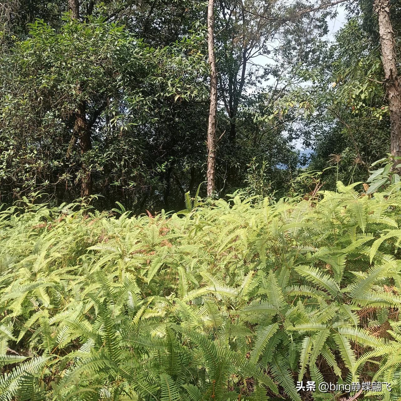 姐妹们，千万不要随便为了一棵树，而放弃整个森林，森林里好树多得是，你要慢慢地找一