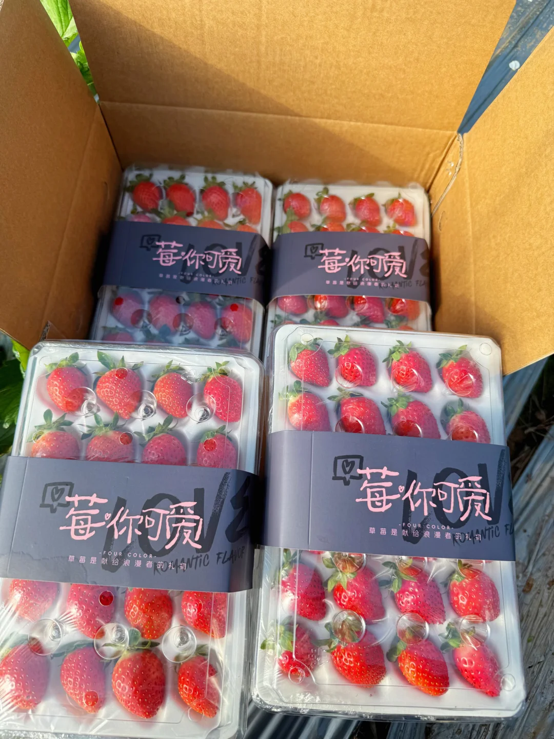 半价带走一大箱纯甜香野草莓，吃过的都说好