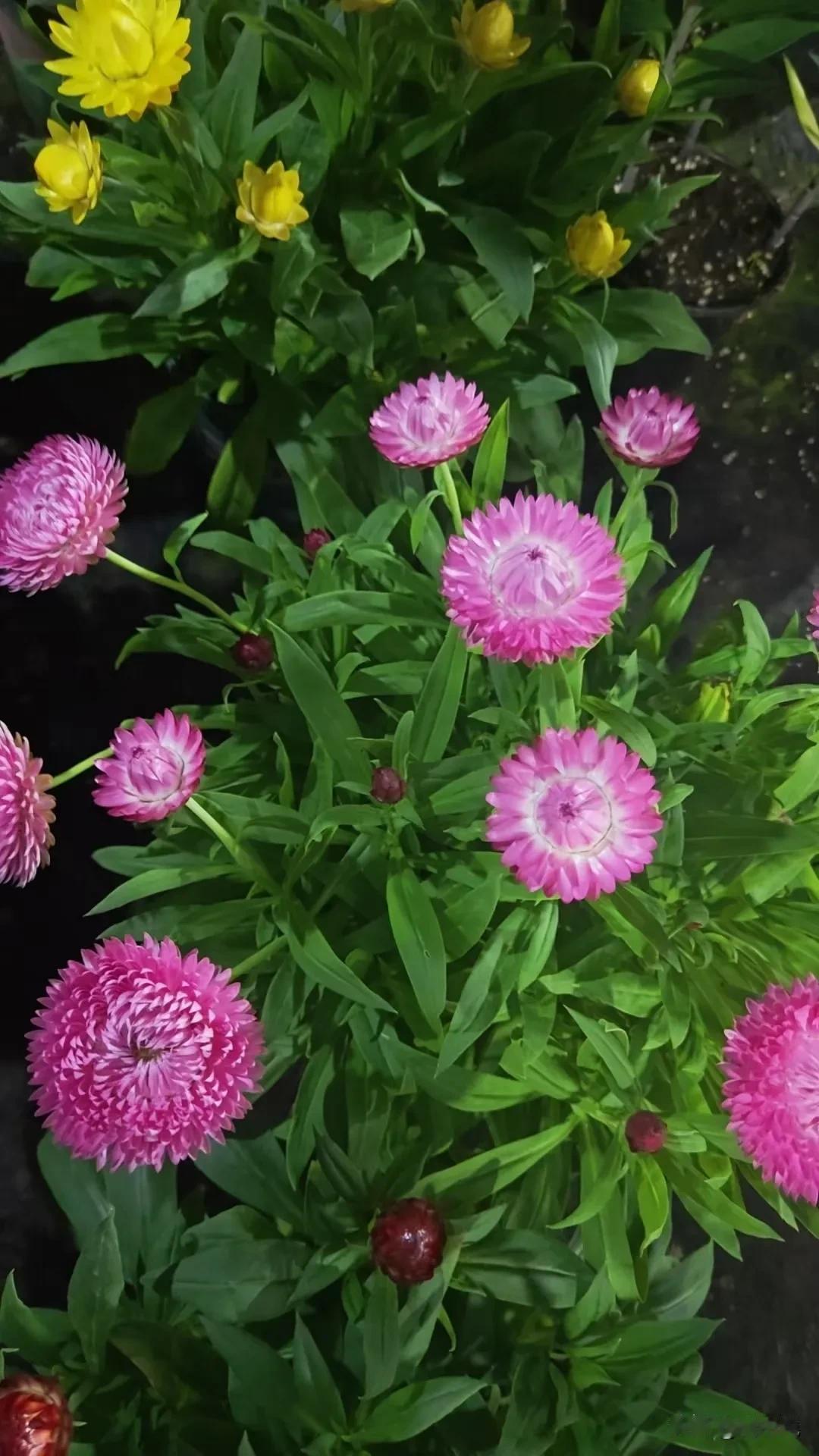 致2026年的自己：
不用非得活成别人眼中的厉害模样，只愿你吃得香睡得稳，兜里有