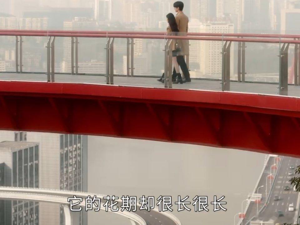 木槿花的花语：温柔的坚持 永恒的美丽 