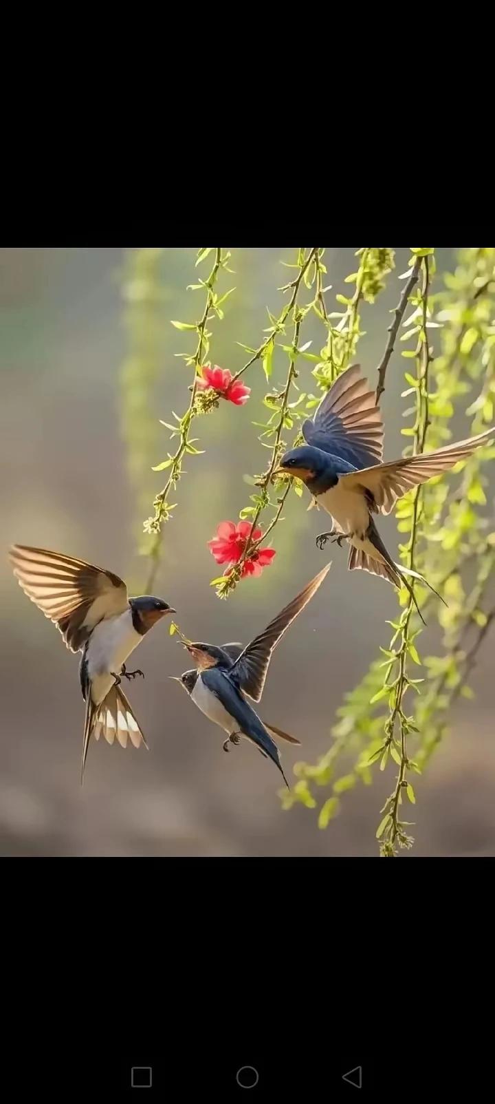 上联：雨梳红杏燕吟诗
下联：风拂绿柳舞霓裳
这下联对得真巧妙，风拂绿柳与雨梳红杏