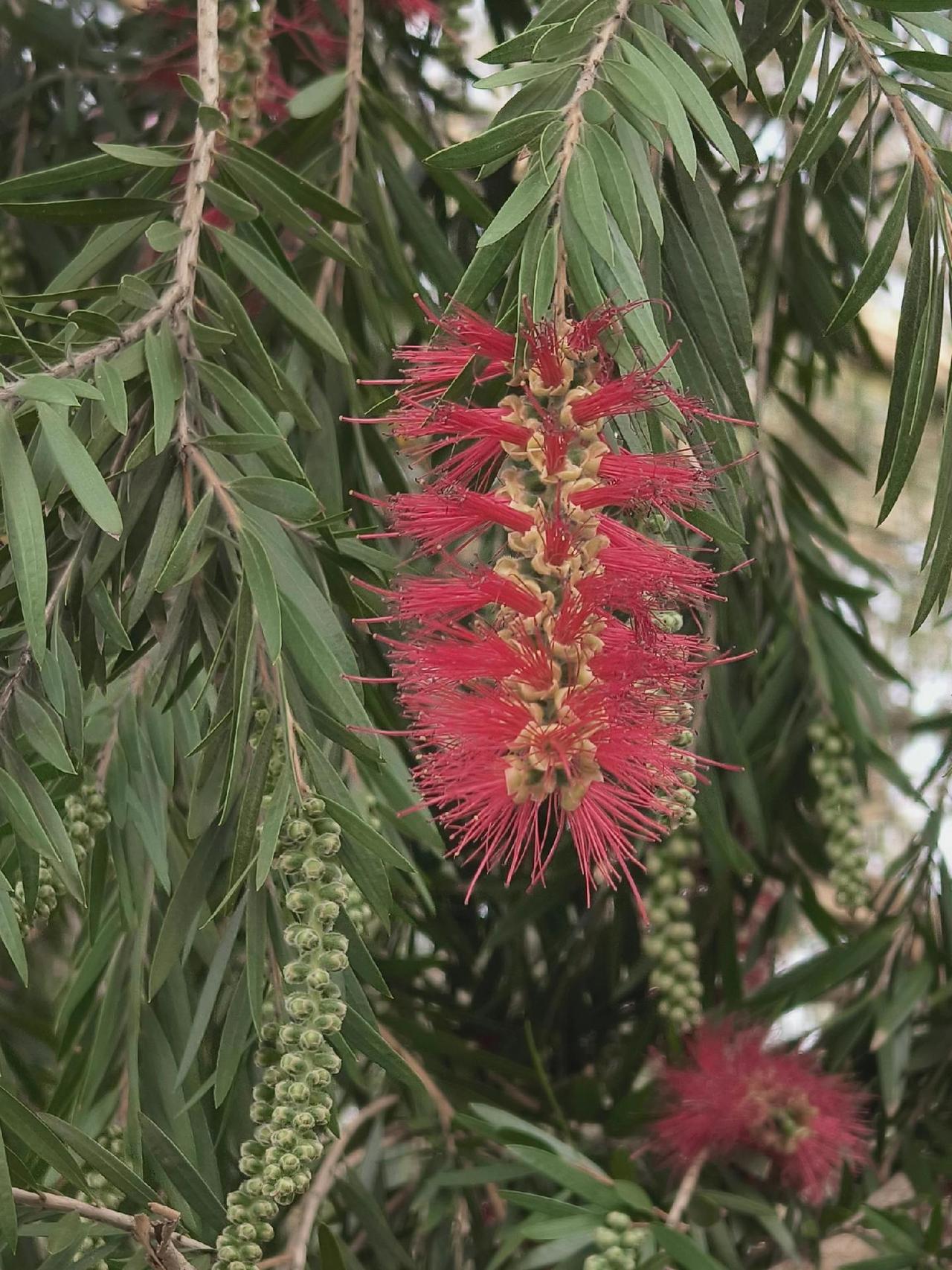 #植物染料  春分时节的串钱柳#享点不一样的 #植物染