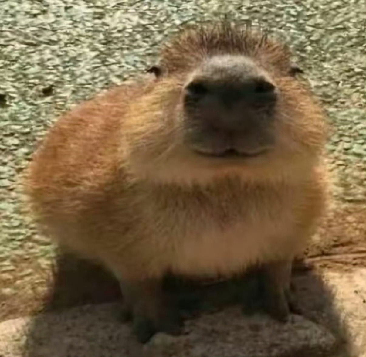 榛果摩卡之味 烧麦茶叶蛋 