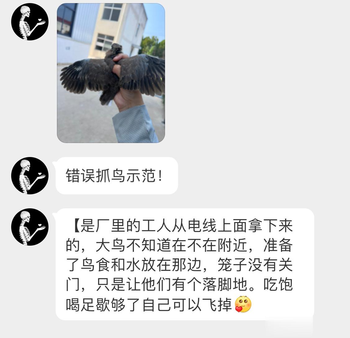 #鸟粉投稿# 电线上发现的【珠颈斑鸠】还是只潦草的宝宝 笼子是敞开的的，但幼鸟太