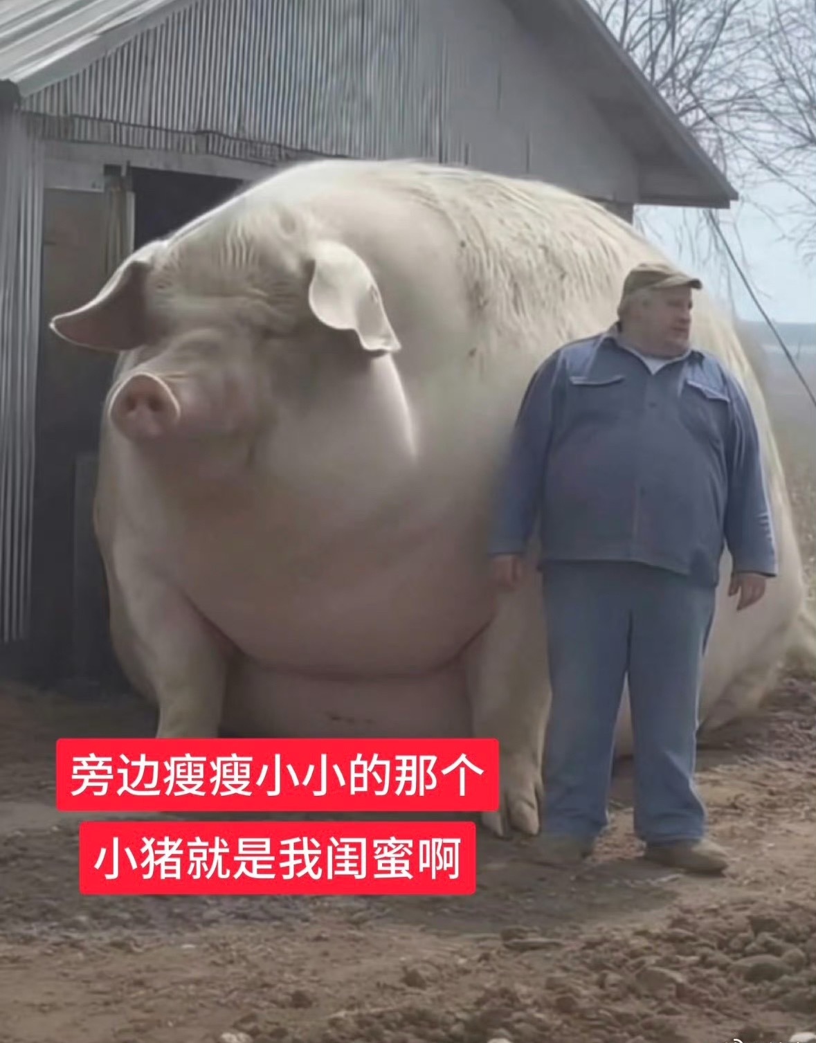包被包被 