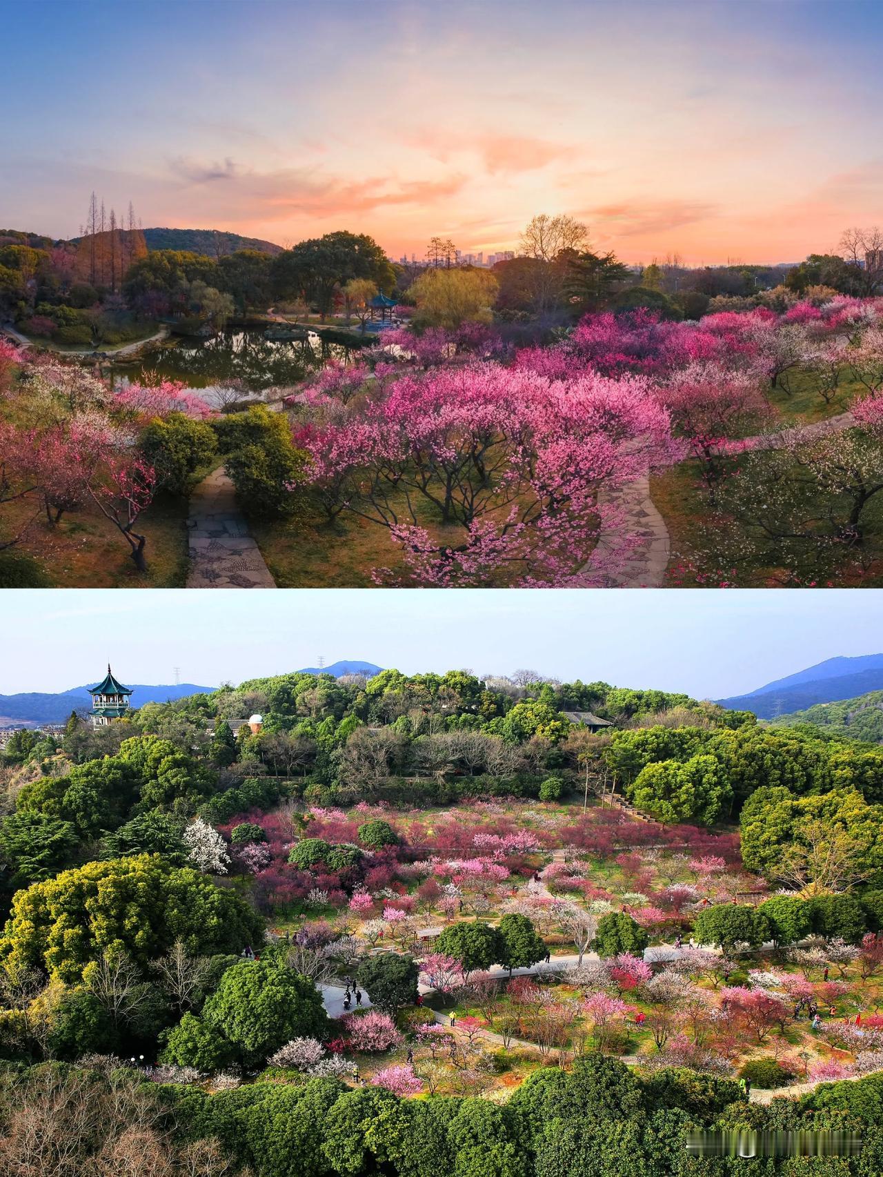 花开太湖，春暖香江｜无锡梅花花期即将到来啦

多彩香江，璀璨多彩，再一次来到香港