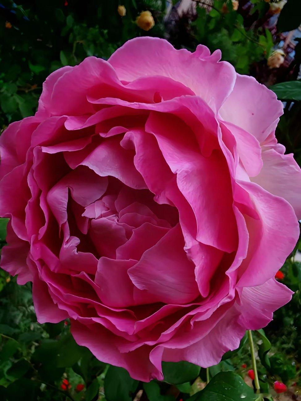 蔷薇花开，不似玫瑰，胜似玫瑰……用眼睛寻找美丽江南天天拍好摄天下