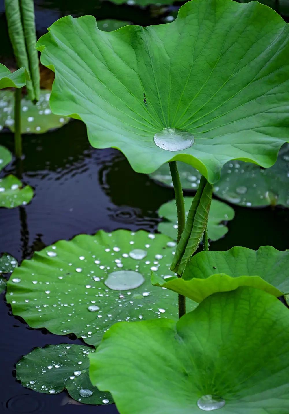 骤雨初歇蛙唱晚，新荷轻摇露沾衣。
释义：骤雨刚歇，蛙声就裹着水汽漫上来，像给池塘