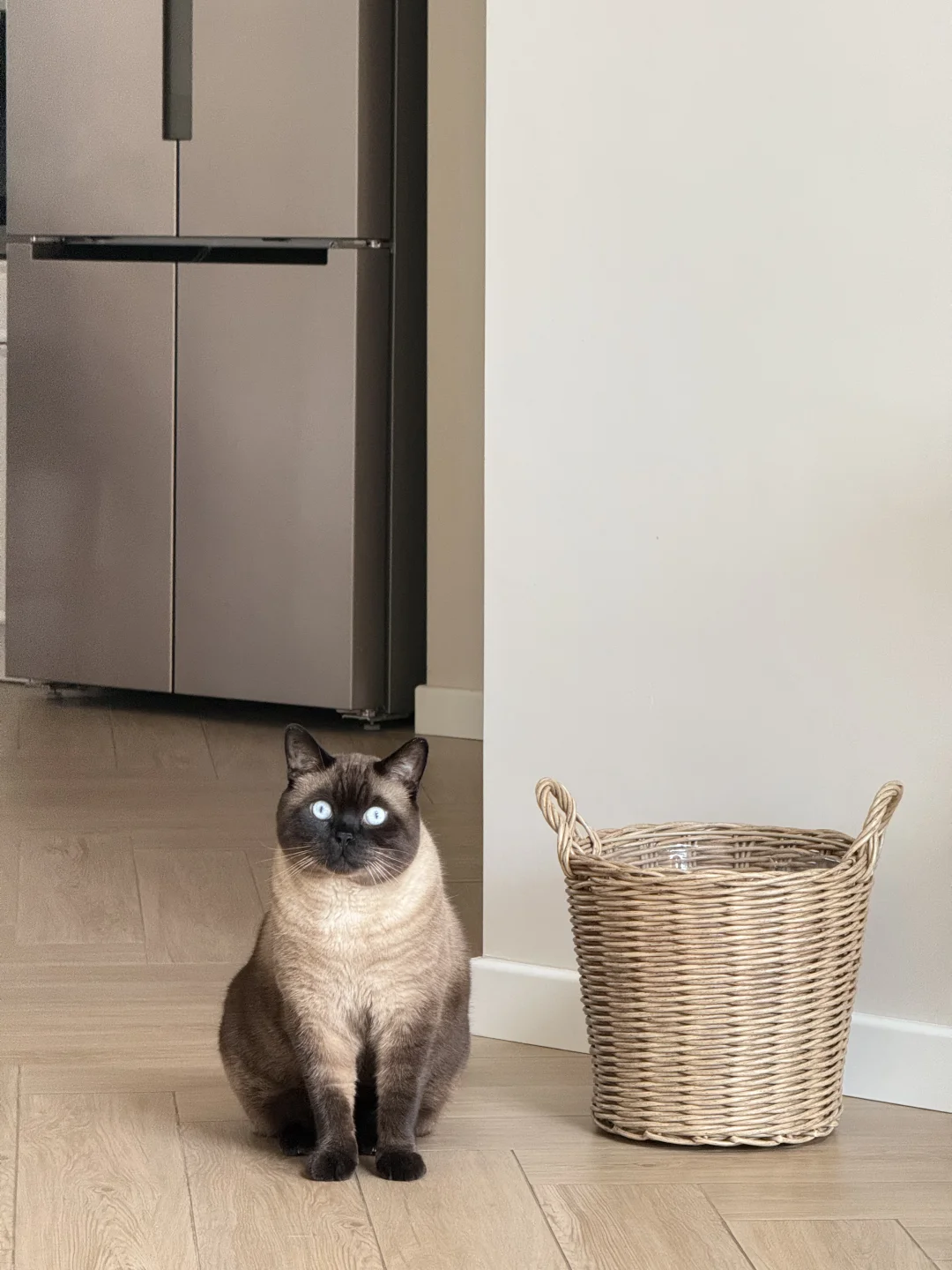 我的小猫和小筐🧺都有点歪哈哈哈哈