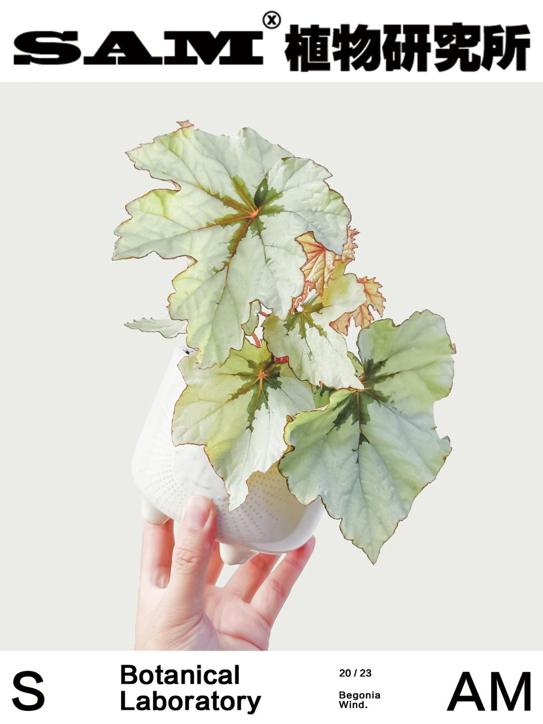 微风胭脂｜Begonia  Breeze Rouge