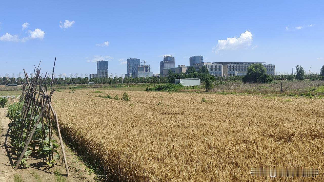 2026年6月9日，河北雄安新区，远处的高楼大厦，那是别人的日子，自己的日子自己