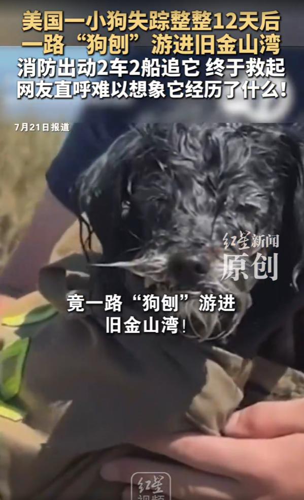 美国加州，旧金山湾海域上演了一幕震撼人心的求生画面，一只失踪整整12天的宠物犬，