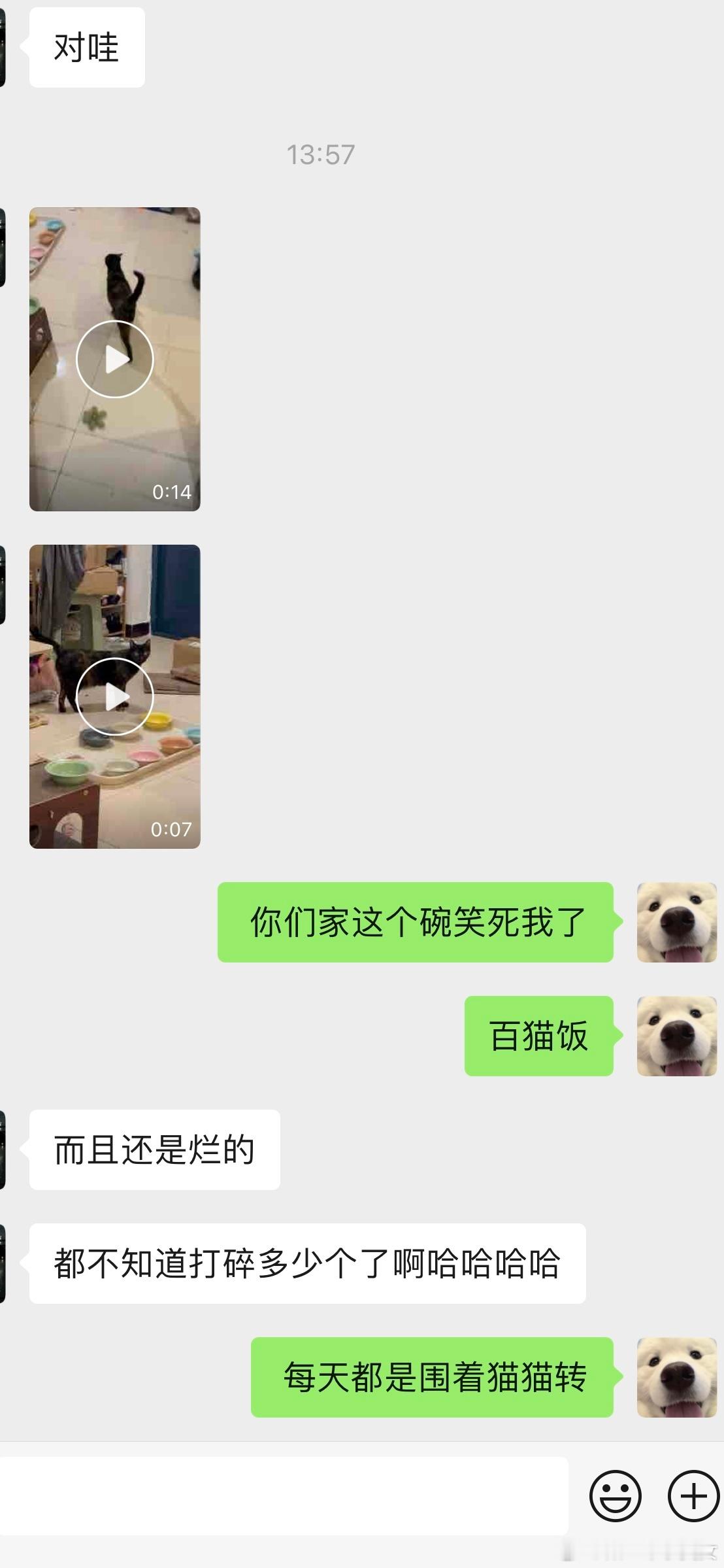 去年捡到瘦的像根杆子一样的流浪小猫 继找到一个很有爱心的领养小姐姐之后 现在被喂