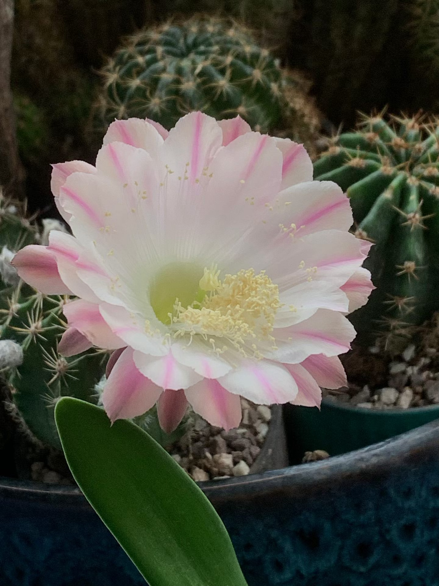 随手拍仙人球又到爆花期啦！满盆的小花蕾有一朵趁我不注意，昨天下大雨没出去看，它又