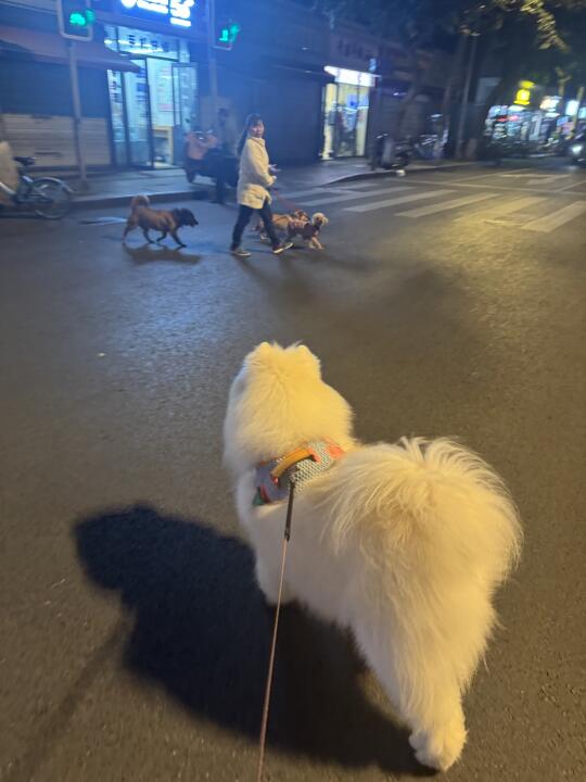 有和我一样 看到流浪狗单独过马路我就紧张