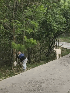 羊还知道拿脚去勾着，这只羊通人性聪明，感觉吃起来山羊肉也没有异味了！