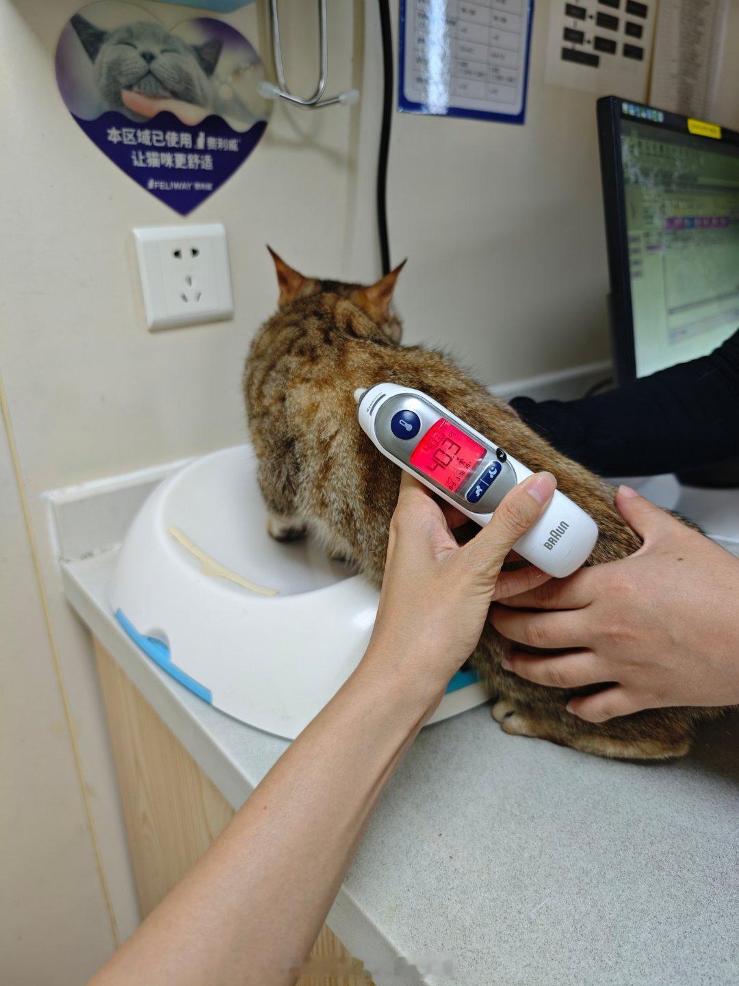 国际爱猫日今天是国际爱猫日~可惜我的小咪发烧了[苦涩]（昨晚一模感觉有点烫手也没