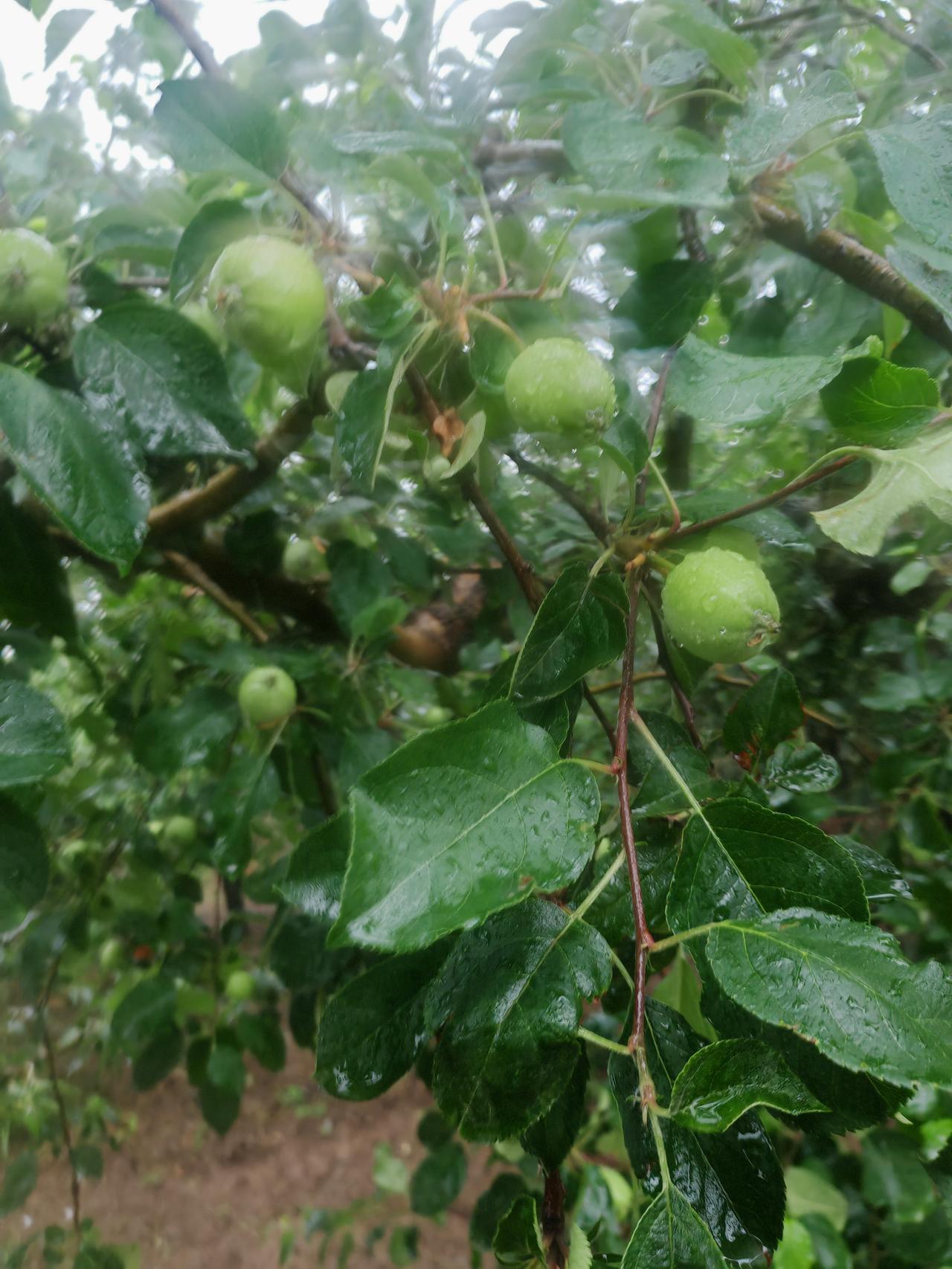 随手拍摄的花草树木雨雾里，青嫩的小果子缀在枝桠间，裹着透亮的水珠，像刚洗过的翡翠