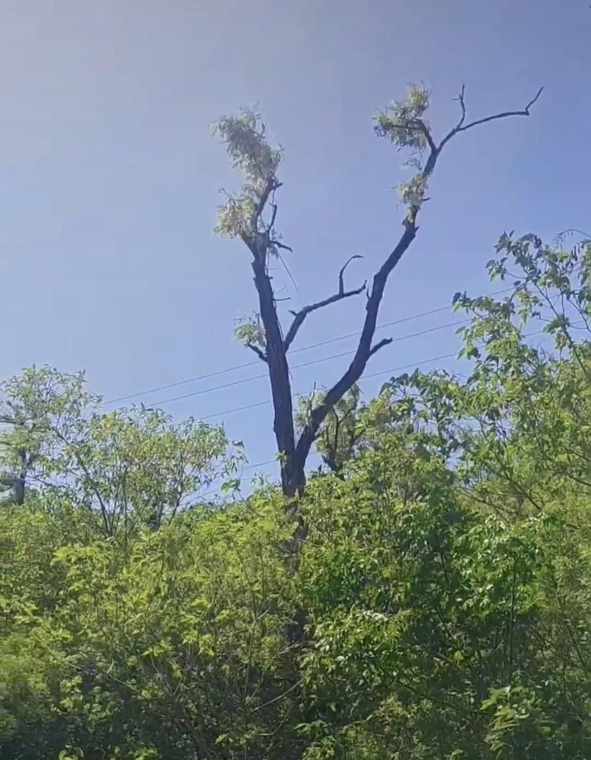 坐标山东泰安肥城的某森林公园，又迎来了一年中槐花香飘四溢的时节。以往，公园管理单