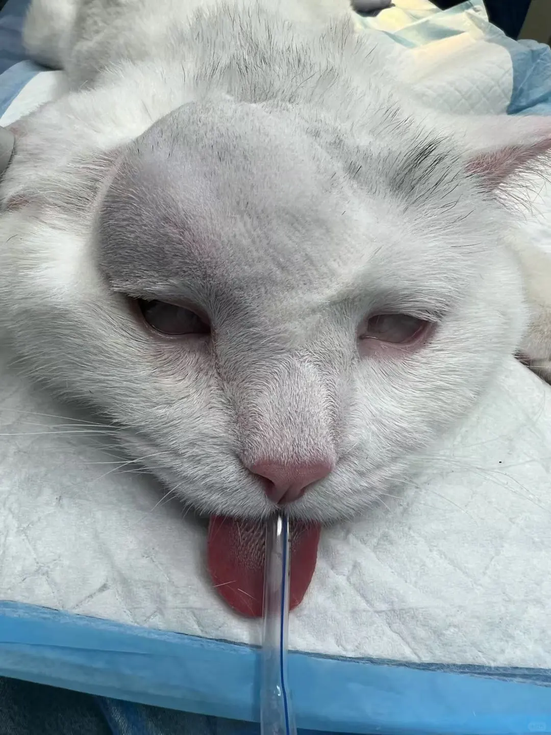 骨肉瘤的猫猫也有好运降临