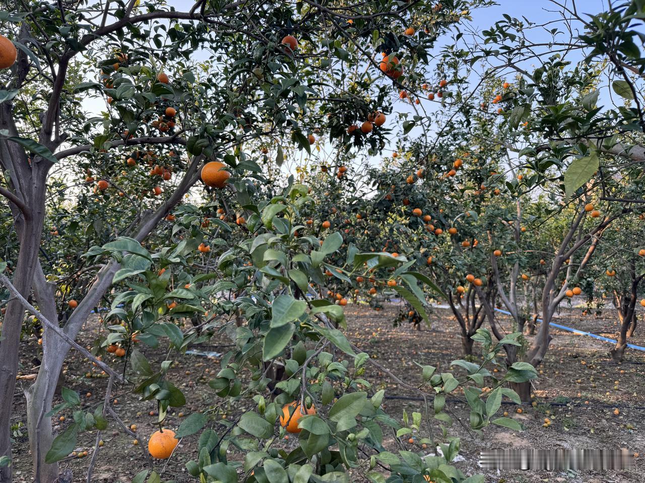 柑橘树老化该如何补救?

柑橘树老化并非不可逆，抓住养根、改土、修剪、补肥、防虫