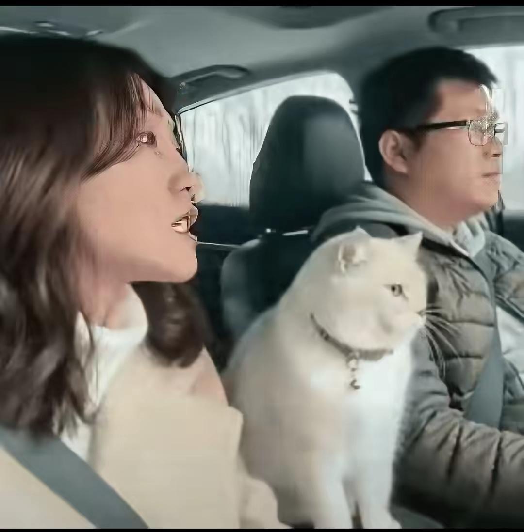 “解释不清了！”一对夫妻开车带猫回老家，中途，女子因为一点小事不停数落丈夫，丈夫