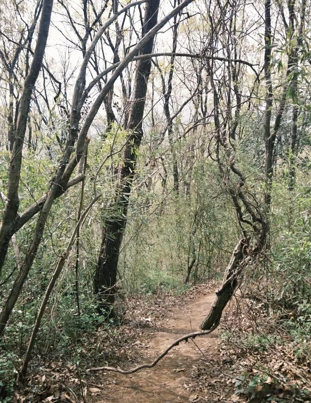 来茅山，寻一根藏在山水里的葛根
 春风一吹，茅山的山野便醒了。藏在林间溪畔的葛根