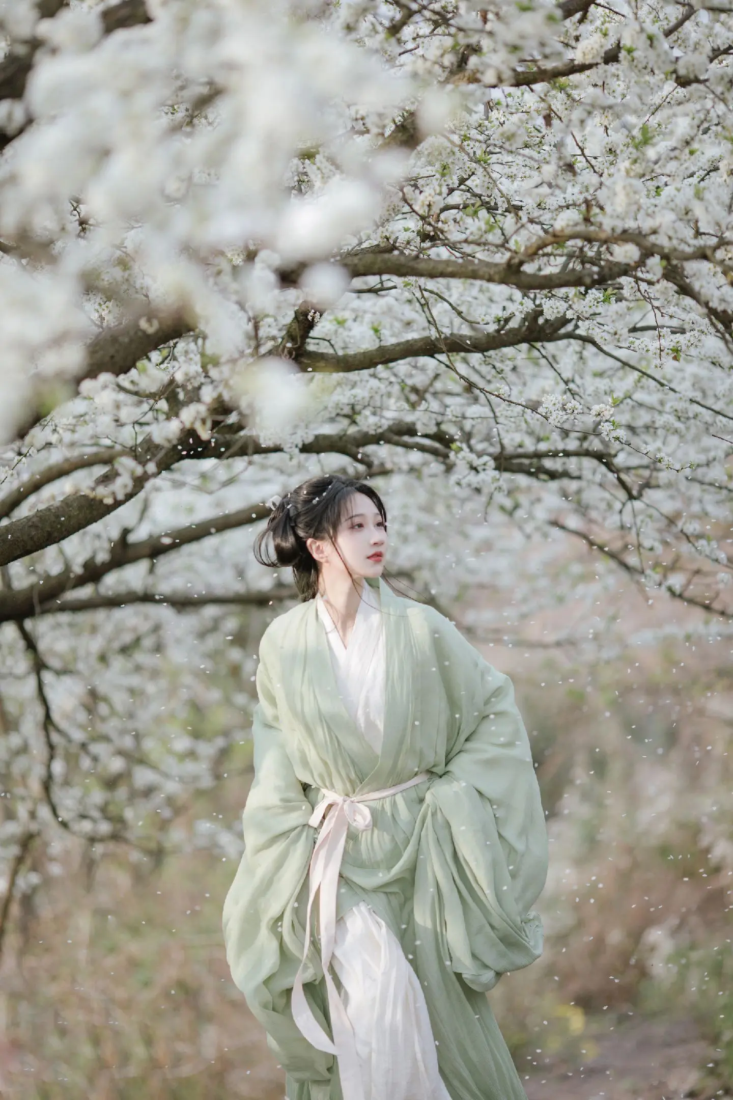 春日游，杏花吹满头~