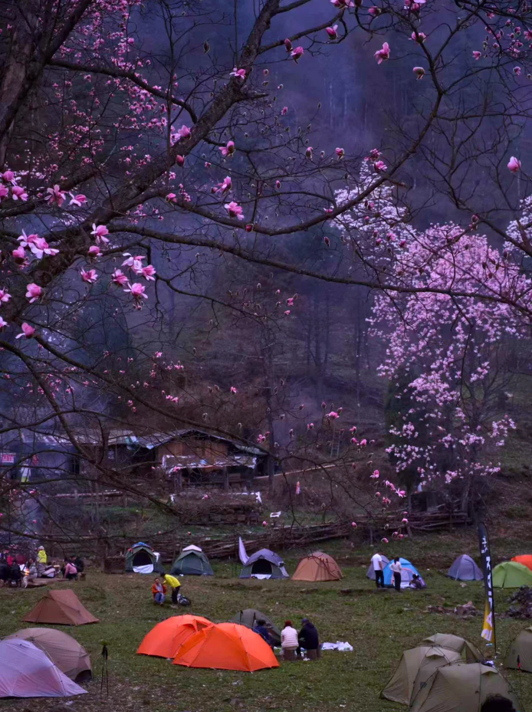 🌸藏王寨辛夷花清明实拍！附徒步露营攻略