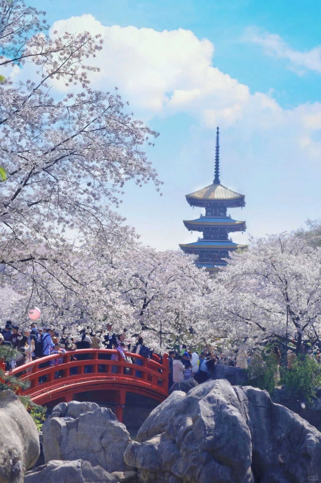 吐血整理❗️武汉保姆级3天2夜赏樱攻略❗️