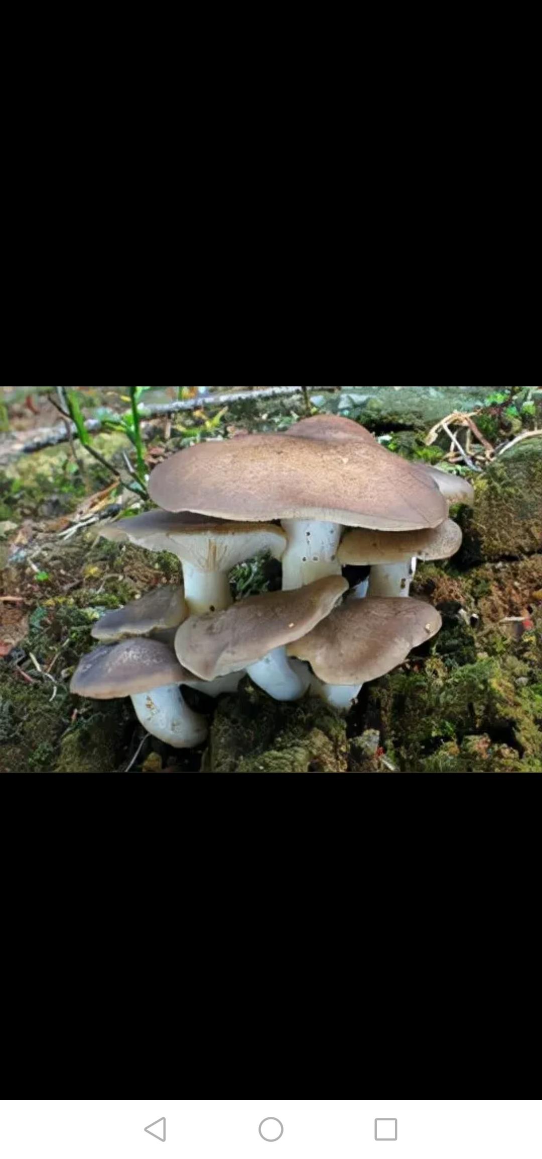 雕虫小技，没有任何发明创造而言。就是一个风车原理，老祖宗玩了几千年了。
现在换一