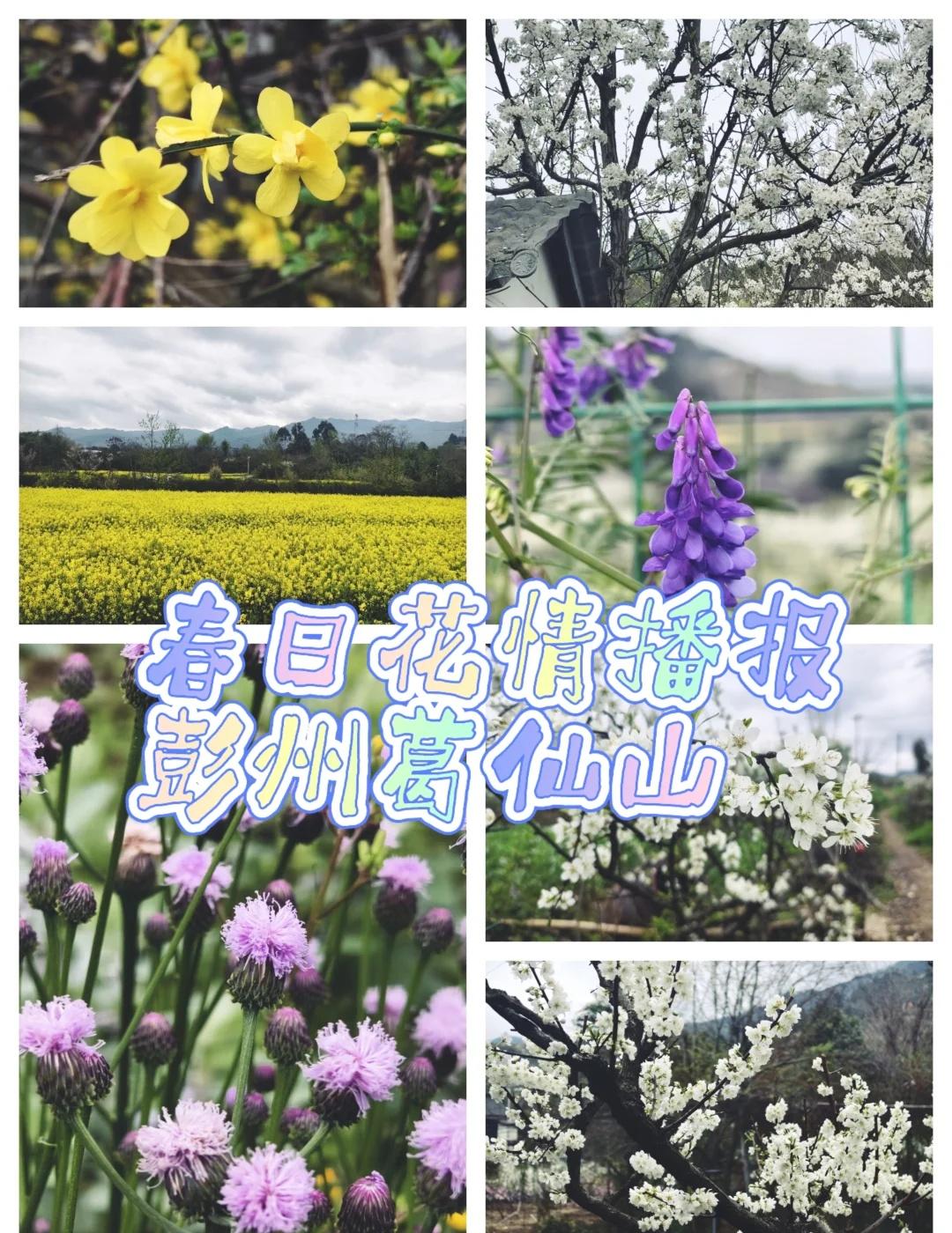 彭州葛仙山｜李花油菜花全开‼️
这周葛仙山的李花+油菜花真的开爆了‼️
想赏花又