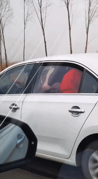 这家人可真有钱！
竟然买了一头奶牛塞进车里回家过年？
以后可有新鲜牛奶喝了。