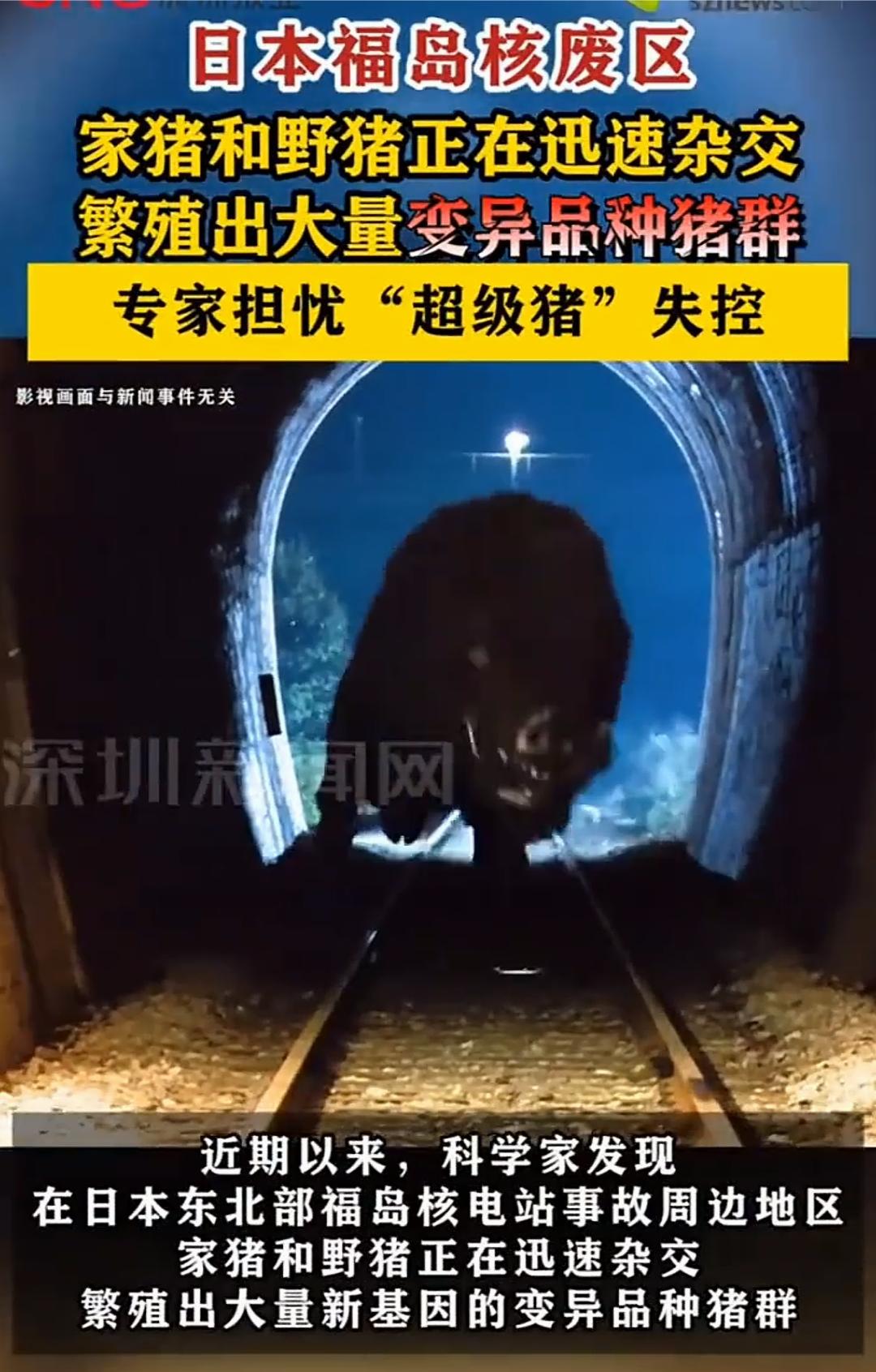 福岛核辐射区惊现10万头“超级猪”，基因变异还带剧毒辐射，杀不完也吃不得！
 