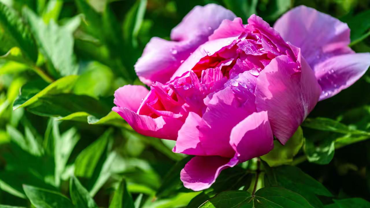 晨露缀牡丹的瞬间，是时光赠予的诗篇。粉瓣托着剔透珠光，像绸缎裹着水晶，阳光一吻便