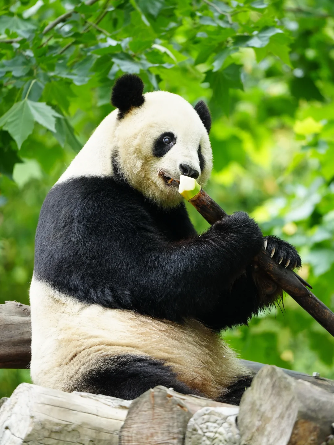 卧龙吸熊猫记✨雪山脚下邂逅圆滚滚の治愈力