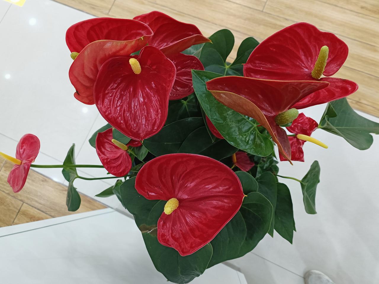 无论到哪里，鲜花总相伴。
纵年华老去，也要放平心态，珍惜眼前时光，让生命展现独有