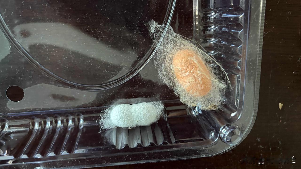 孙女和孙儿养的蚕宝宝结茧了，而且有一颗是黄色的。


每年的春天，孙女和孙儿总要
