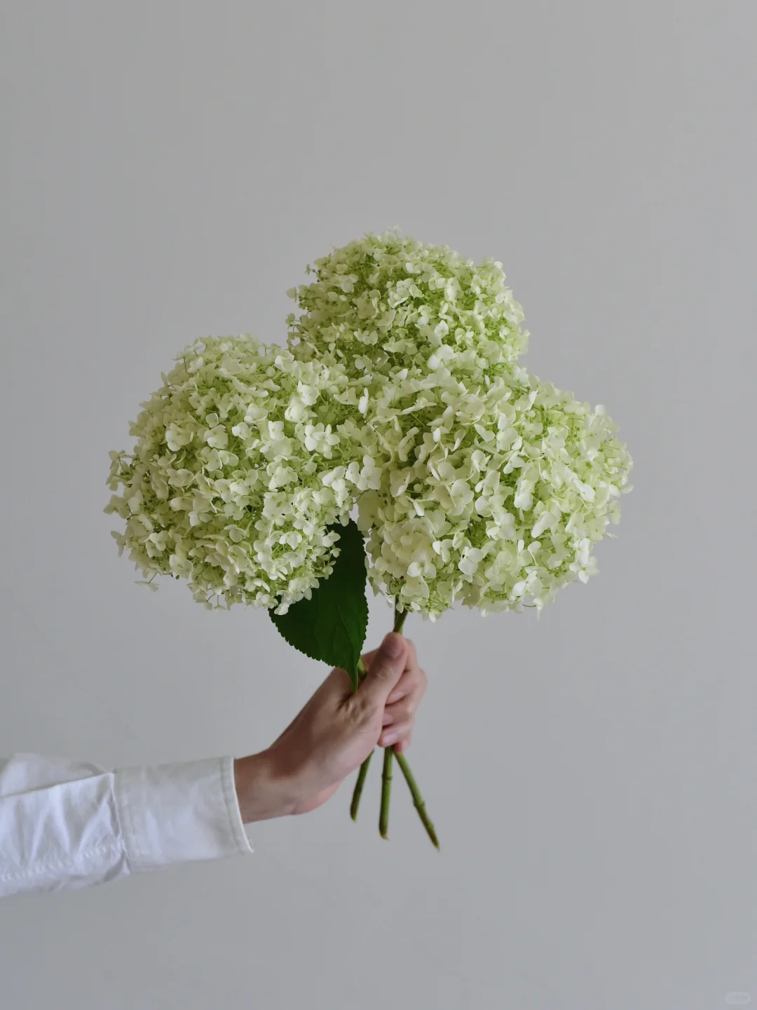 绣球·贝拉安娜