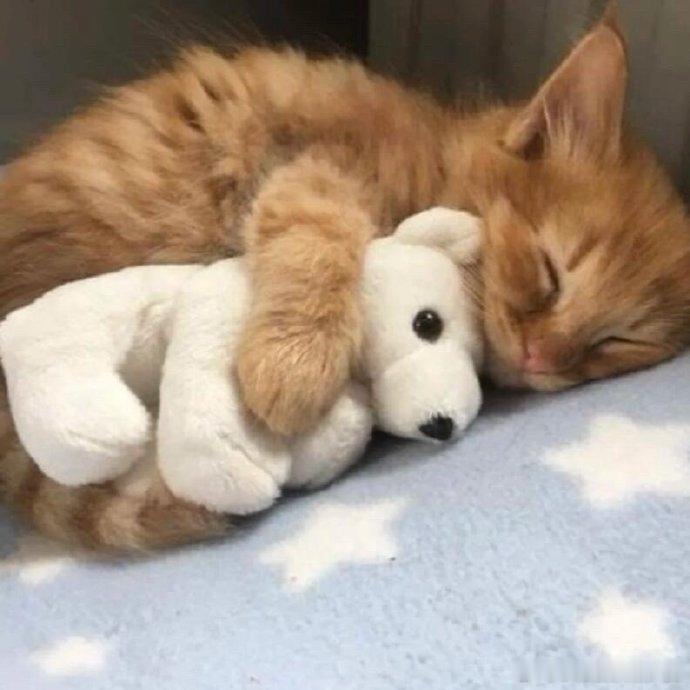 毛茸茸和毛茸茸₍˄·͈༝·͈˄₎◞︎ 