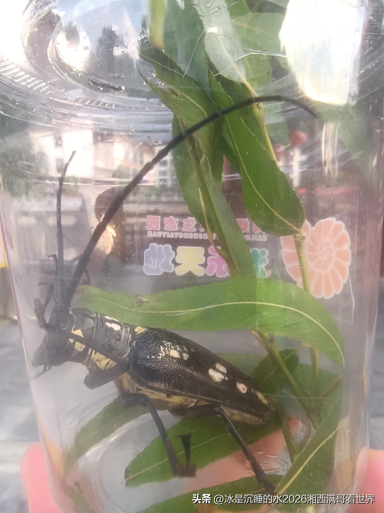 什么牛最牛？呵呵，我觉得是天牛！今天一不小心抓到只大天牛，长长的触角，黑色的外壳