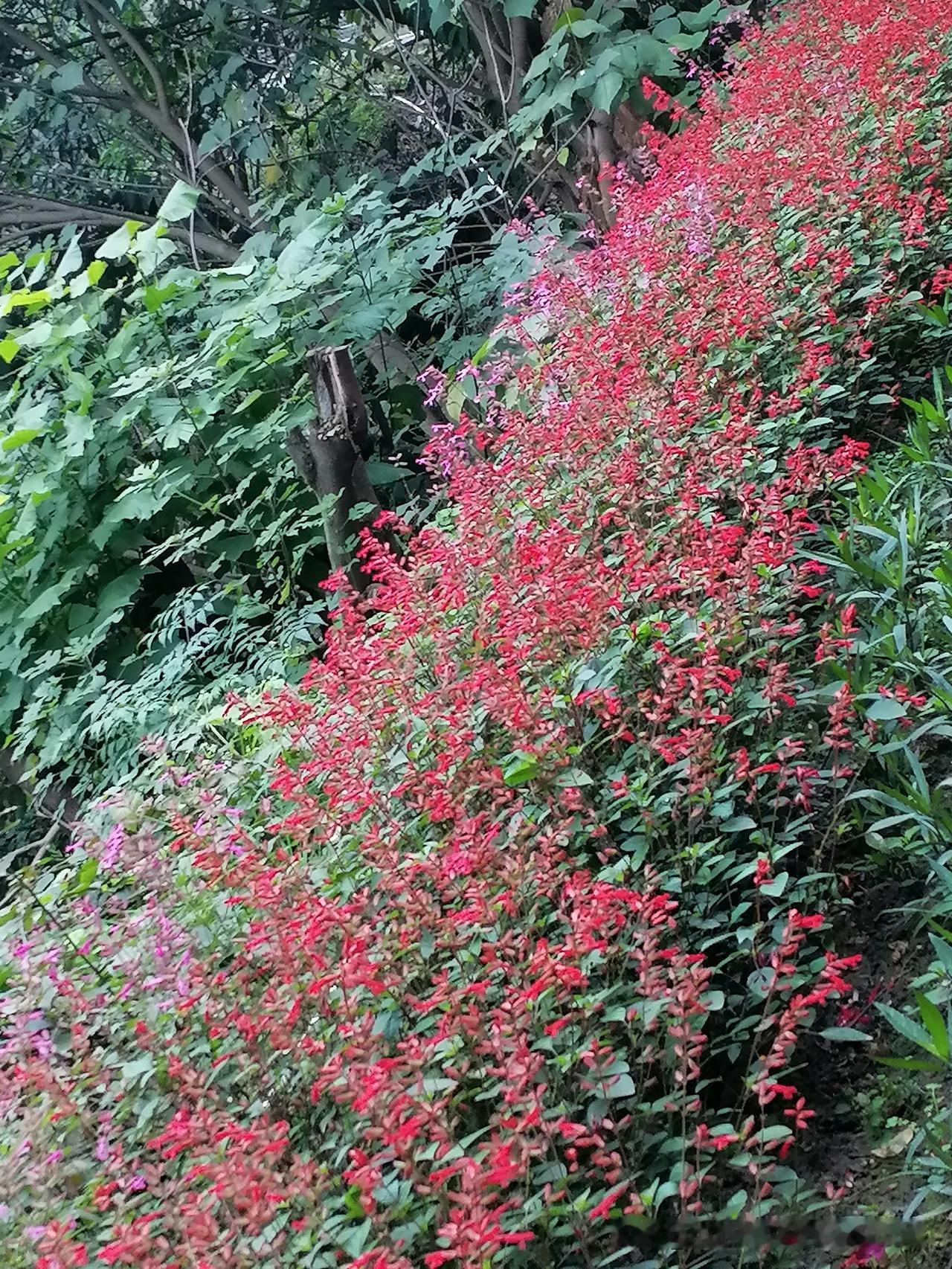 随手拍花，美景