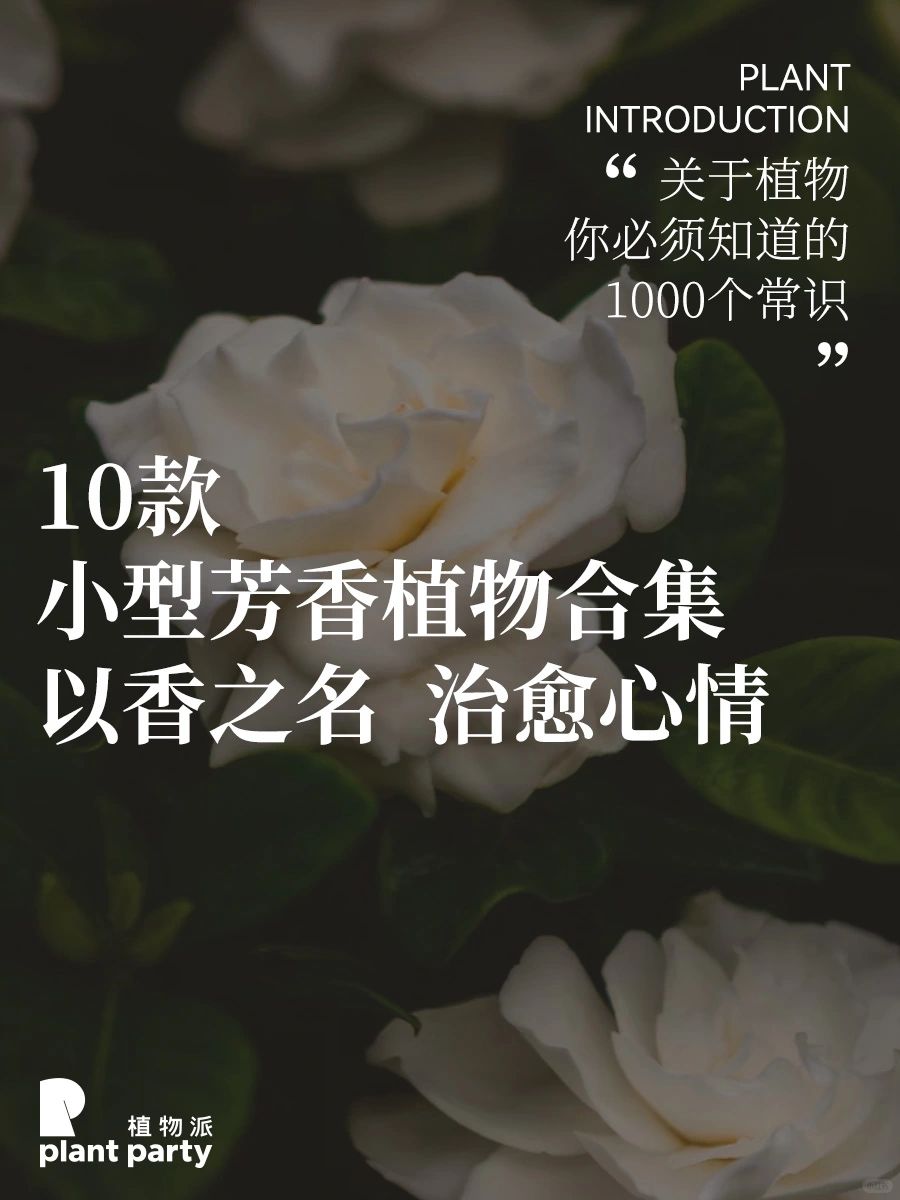 常见小型芳香植物合集🌲用天然香气疗愈心情