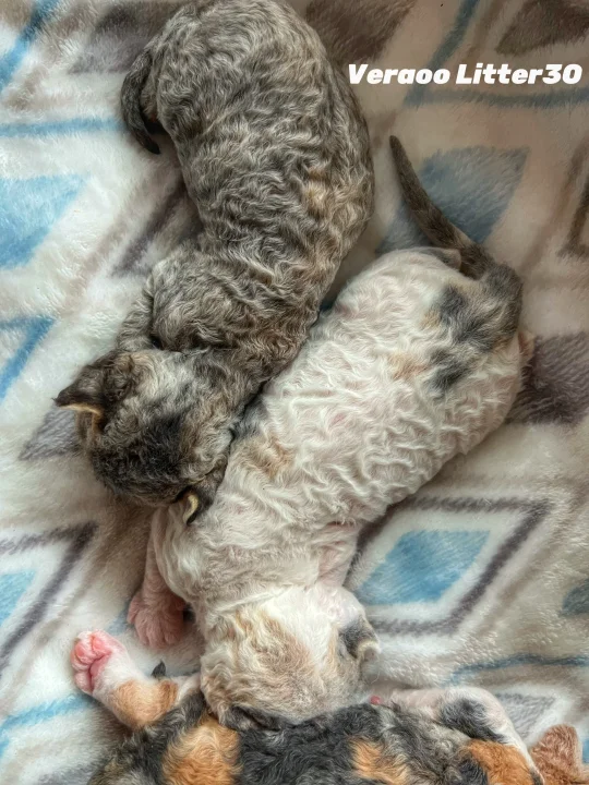 一窝心窝窝上的小奶卷｜德文卷毛猫