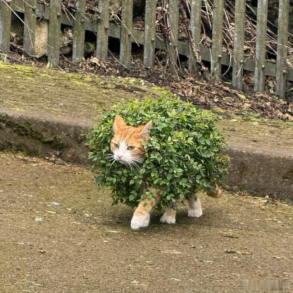 植生猫，是自然界中一种十分奇特的猫咪生态异变类群，也是猫科动物多样演化中最神秘的